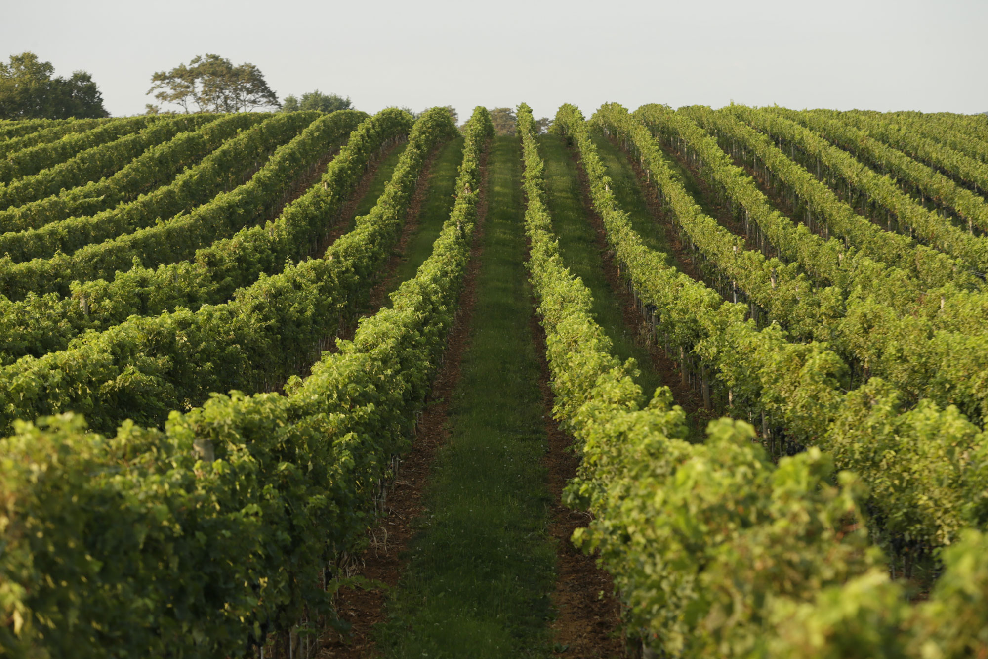 What to consider when planting your own vineyard