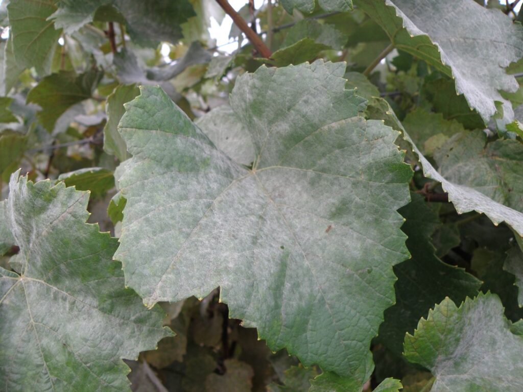 Managing powdery mildew organic way