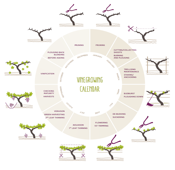 Image result for annual life cycle of a grape vine