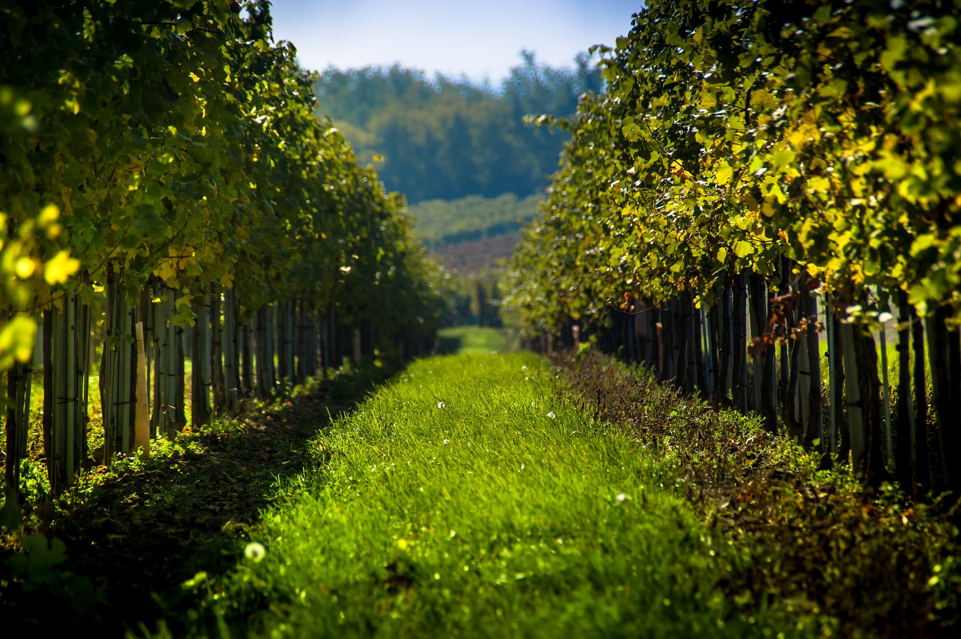 Cover cropping alternative to herbicide use in the vineyard
