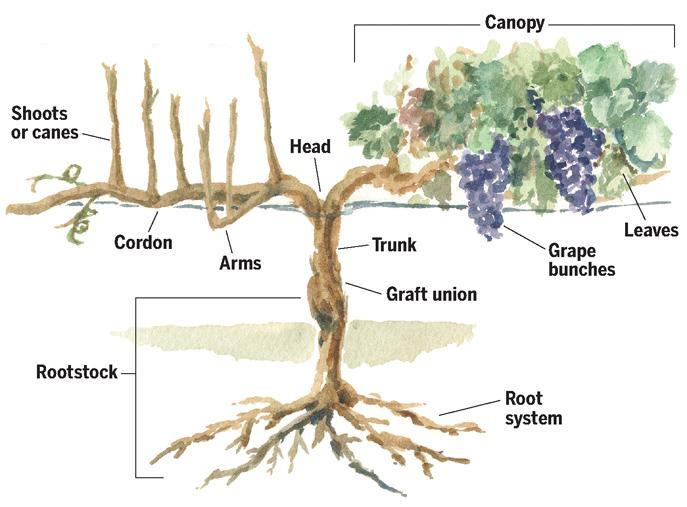 Overview of Grapevine Structure and Function