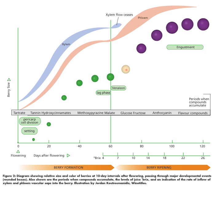 Wine Grape Ripening Chart