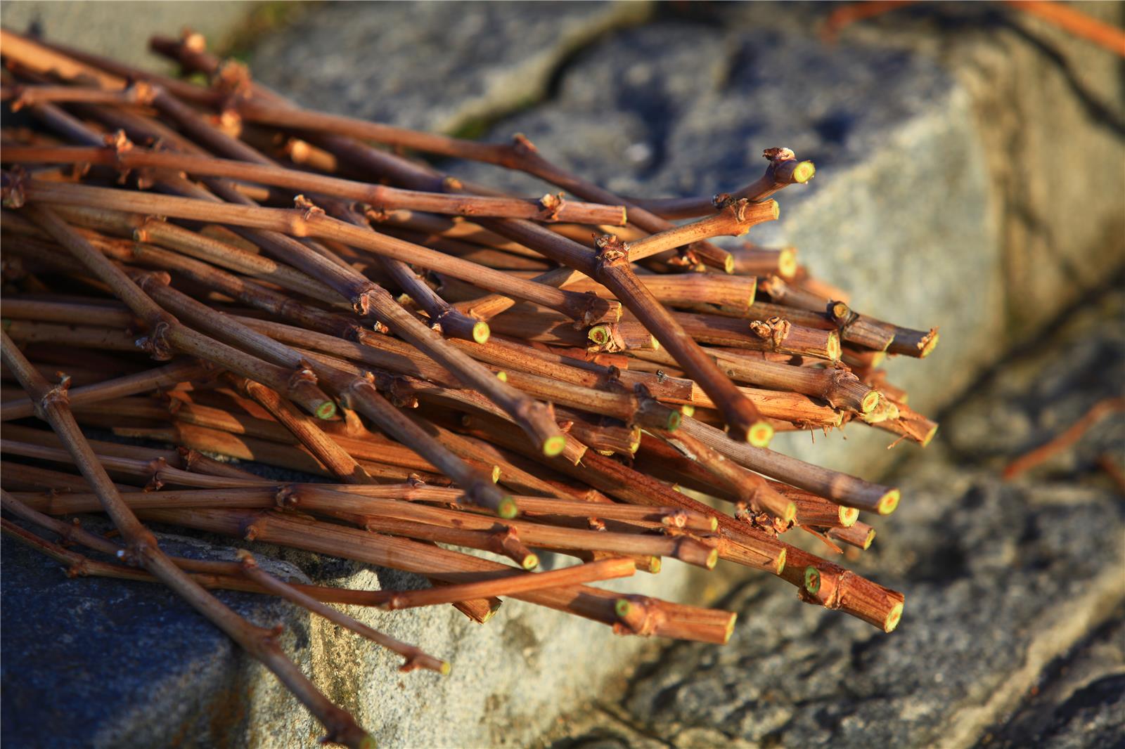 Vine prunings ready for drying and binding