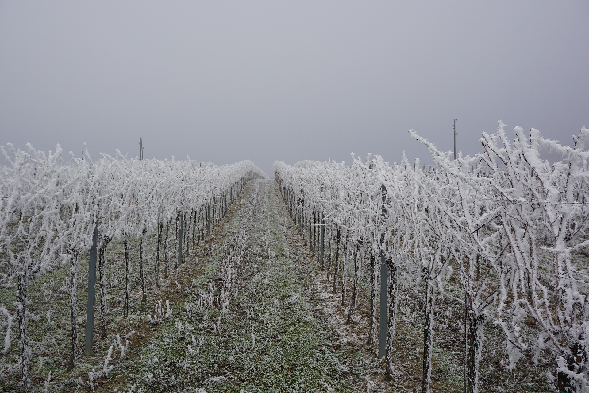 Grapevines during winter dormancy