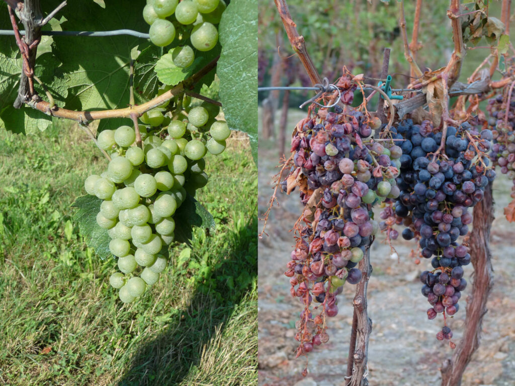 Damaged grapes hail storm