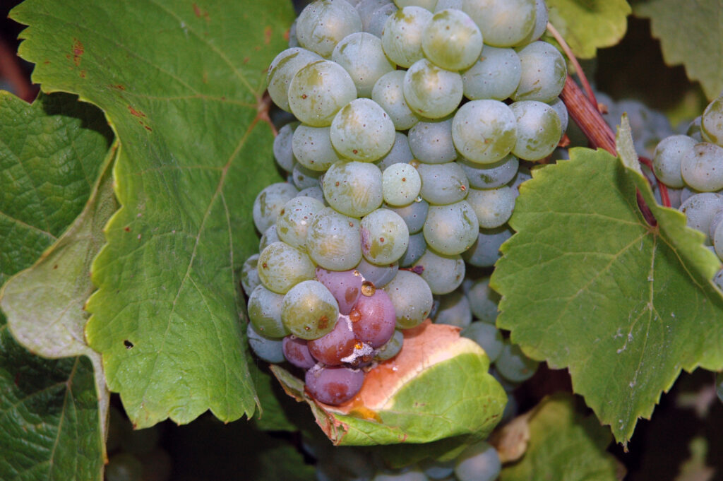grape-bunch-rot-2