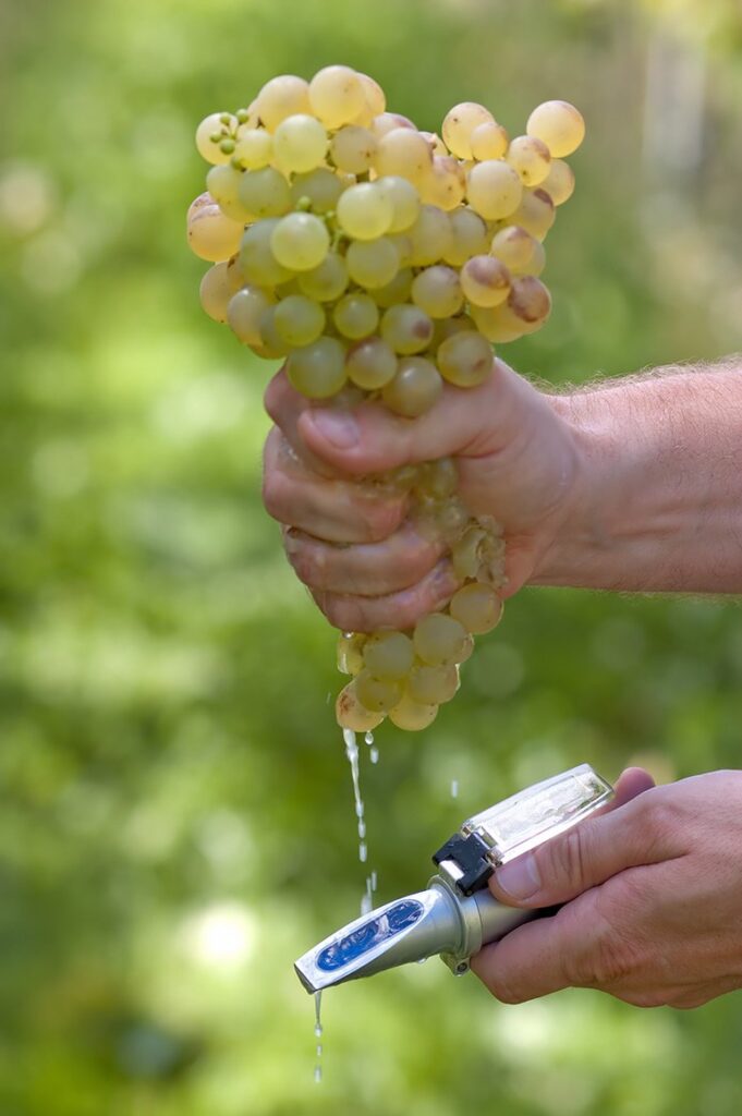 refractometer-testing-grape-sugar-level