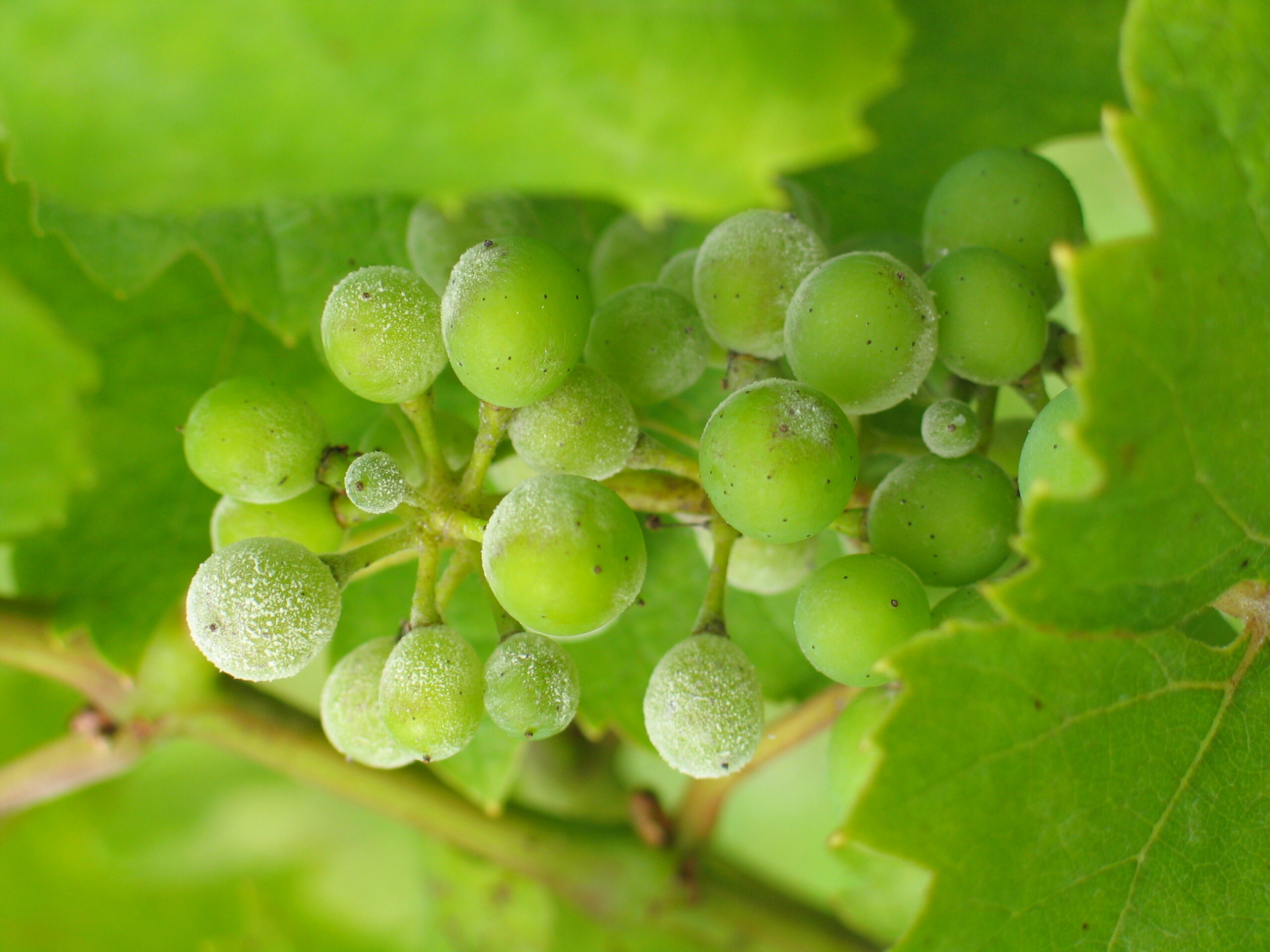 Fungal diseases - Powdery Mildew