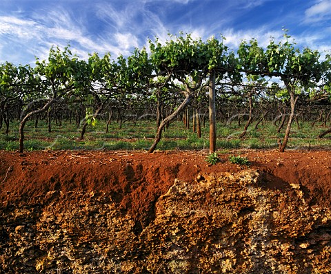 vineyard_soil