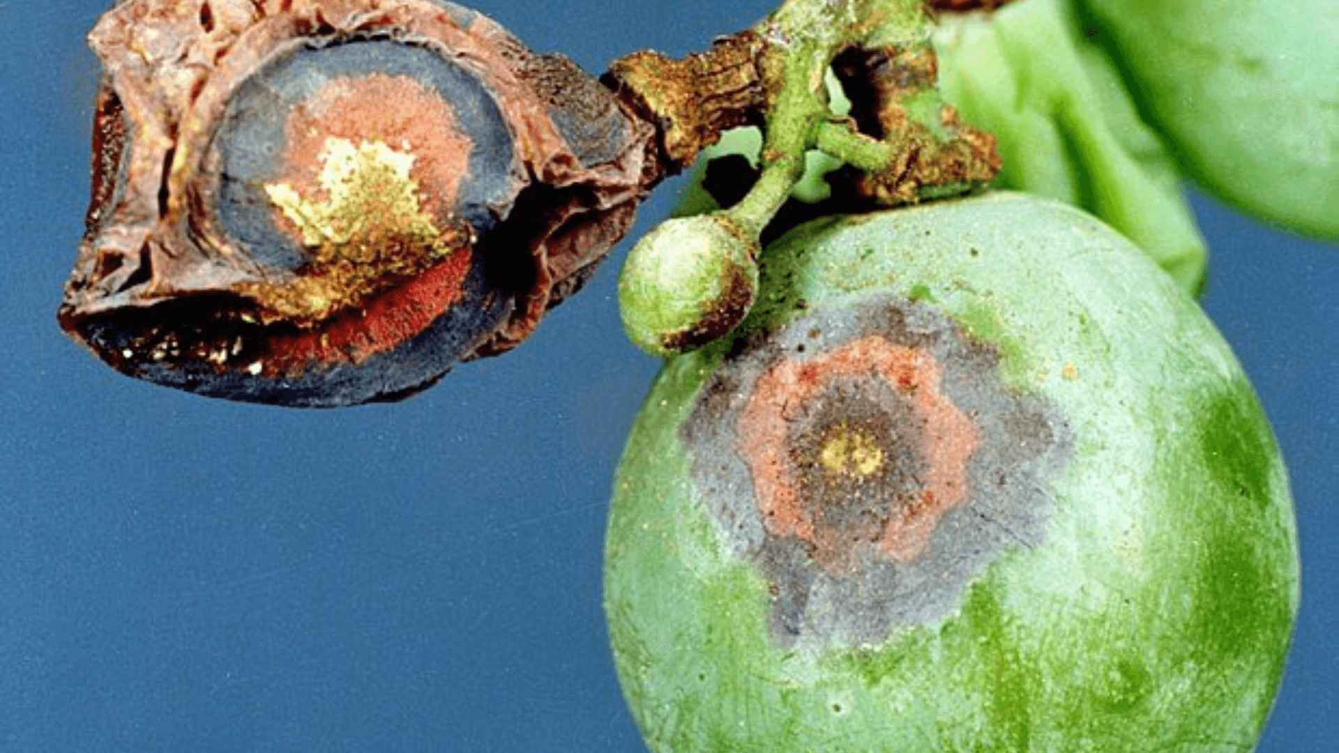 Anthracnose of Grape (Elsinoë ampelina)