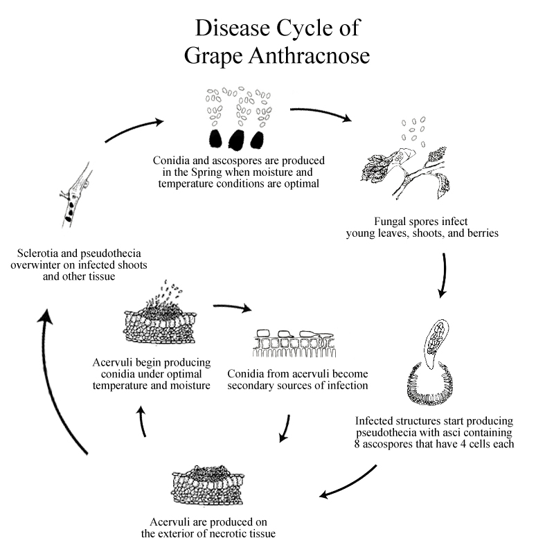 Grape Anthracnose disease cycle