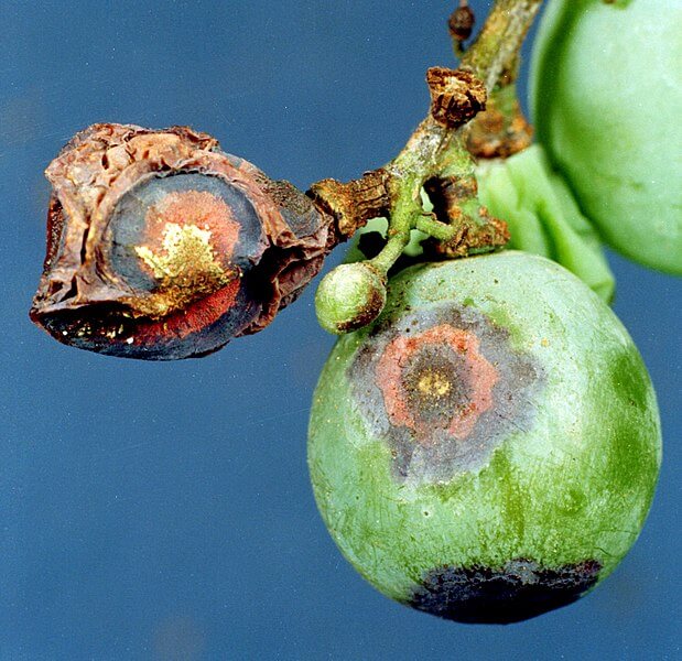 Grape_anthracnose