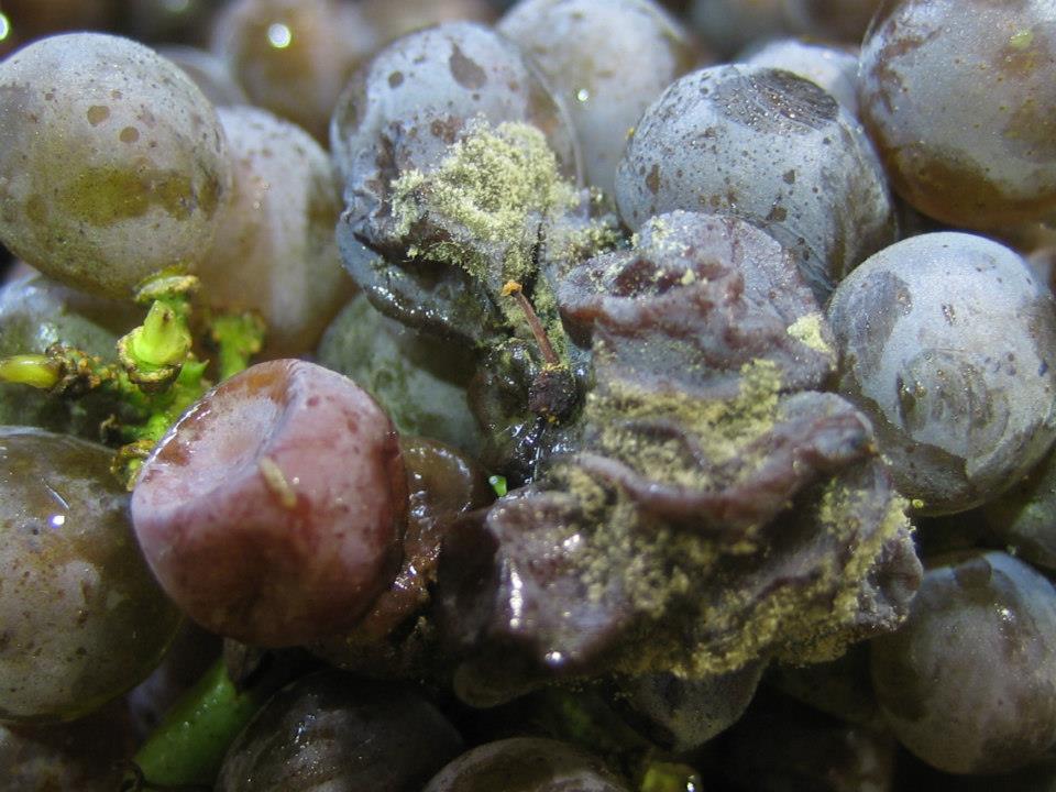Botrytis on grapes