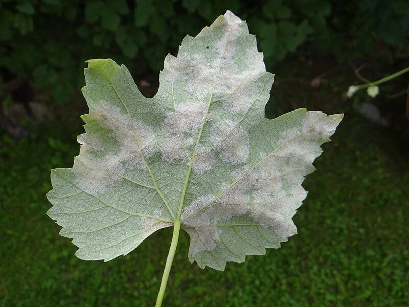 Plasmopara_viticola