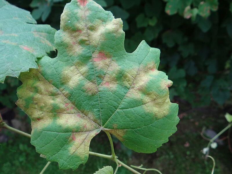 Downy mildew - a primary infection