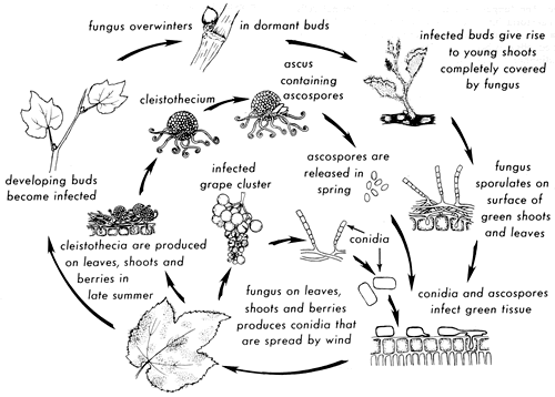 PowderyMildew-Lifecycle