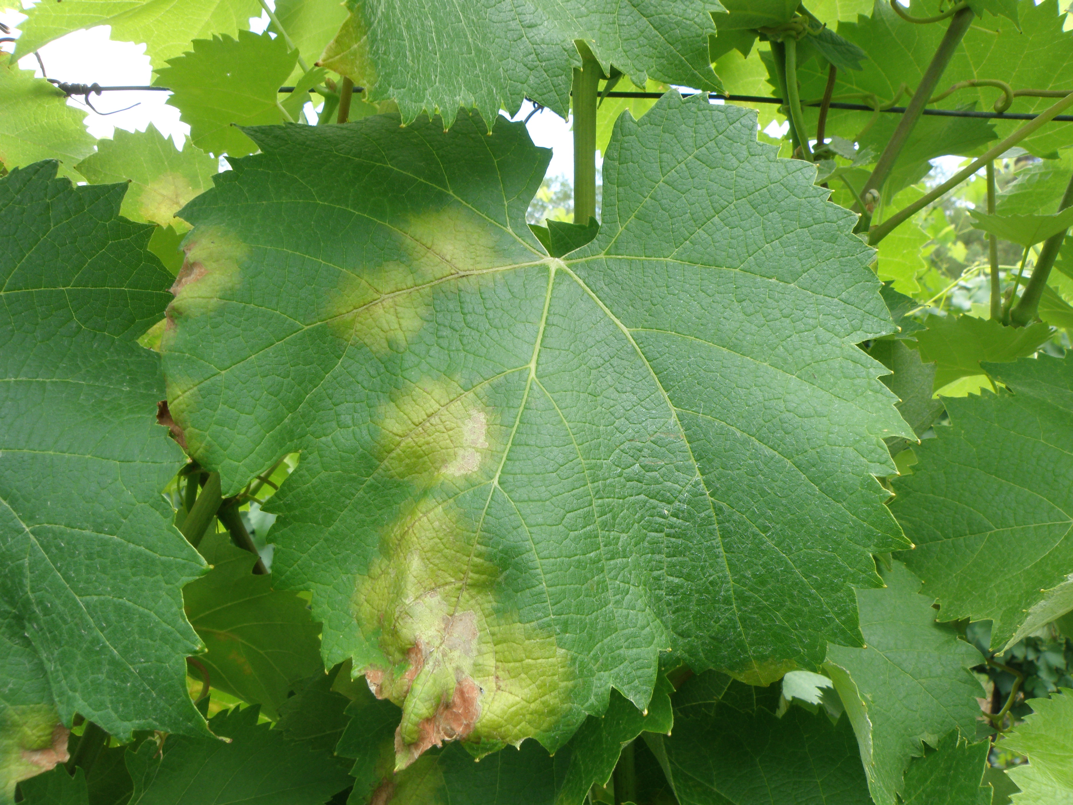Downy mildew a primary infection