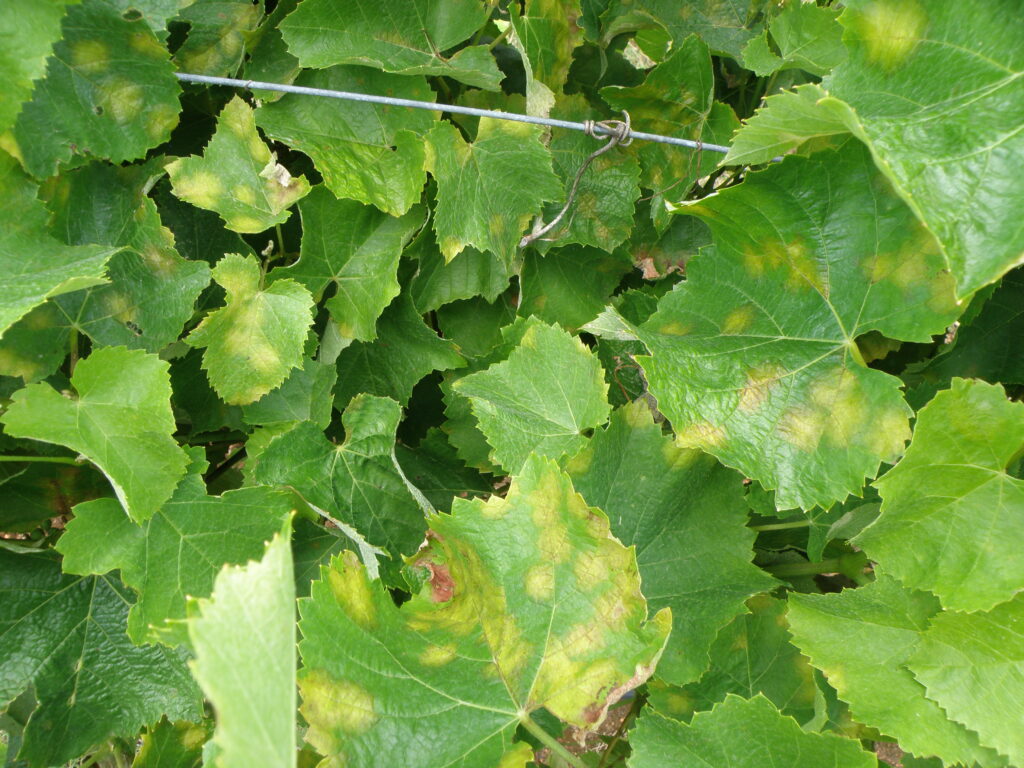 Downy mildew on grape leaves
