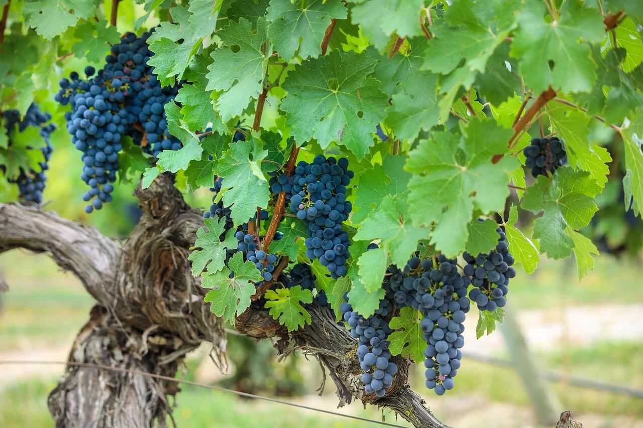 e-book Protection of the grapevine