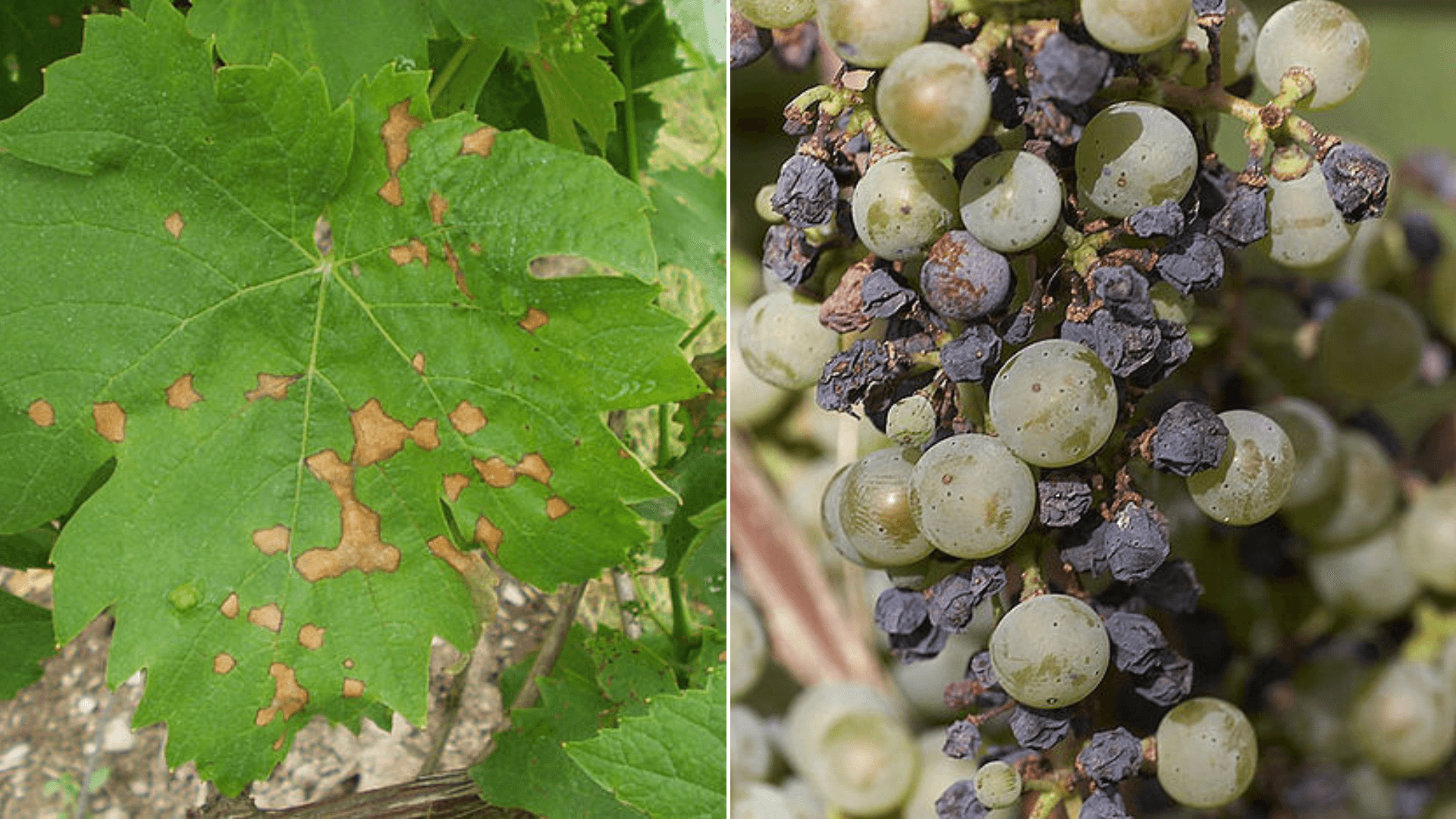Black Rot of Grape (Guignardia bidwellii (Ellis))