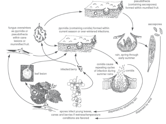 Black rot disease cycle