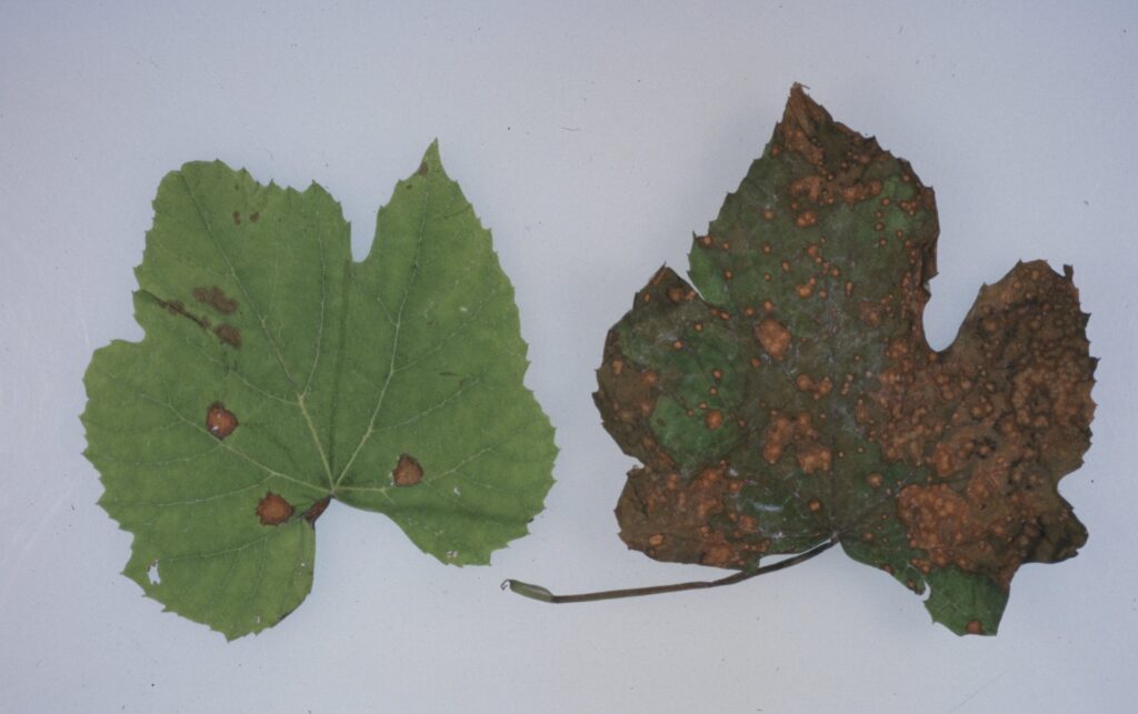 Symptoms of black rot on grape leaves