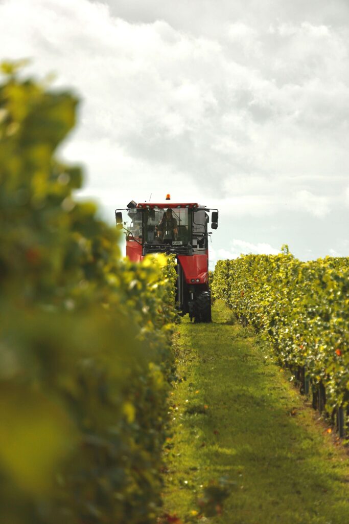 Mechanical grape harvest