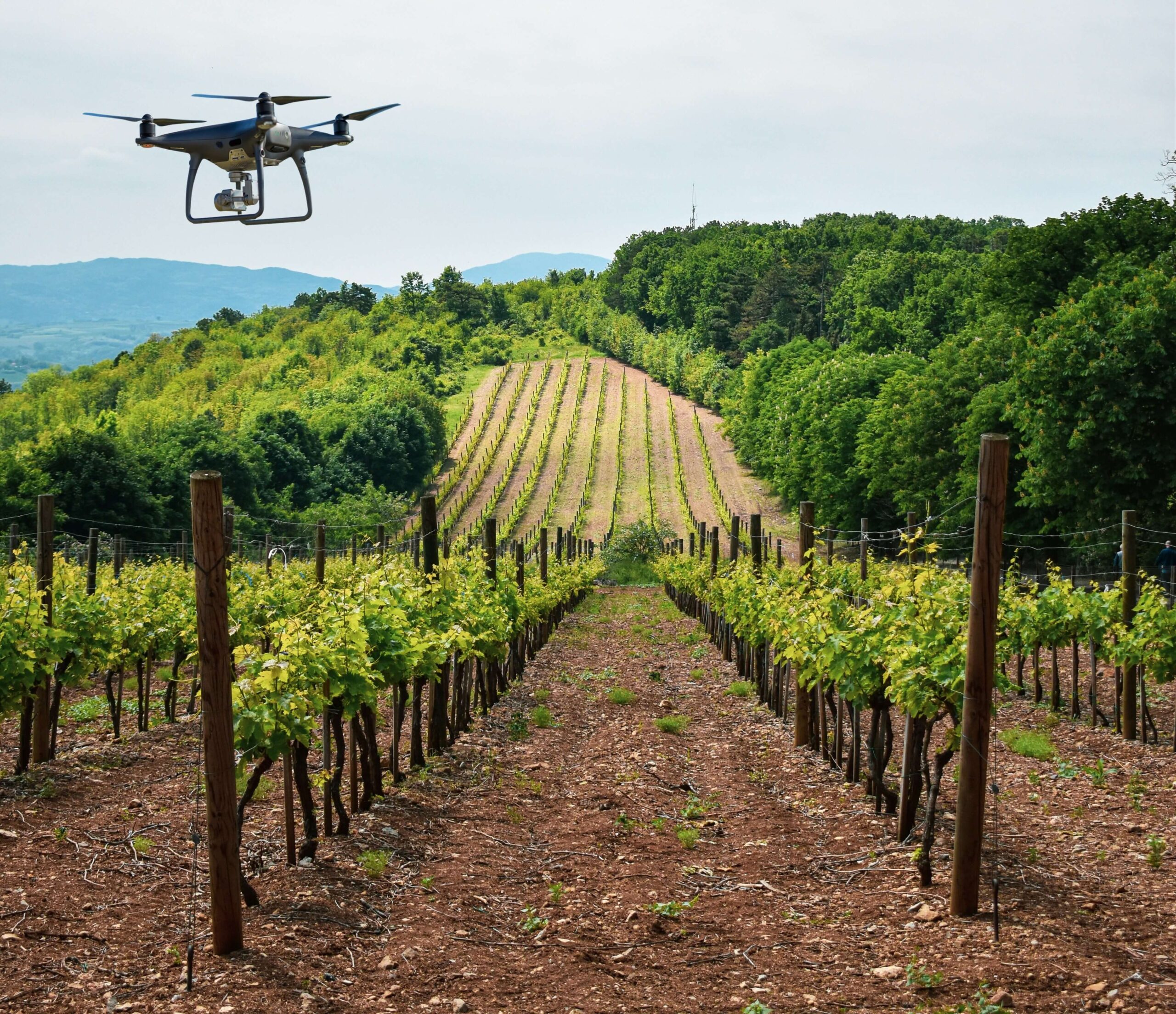 Use of technology in the vineyard
