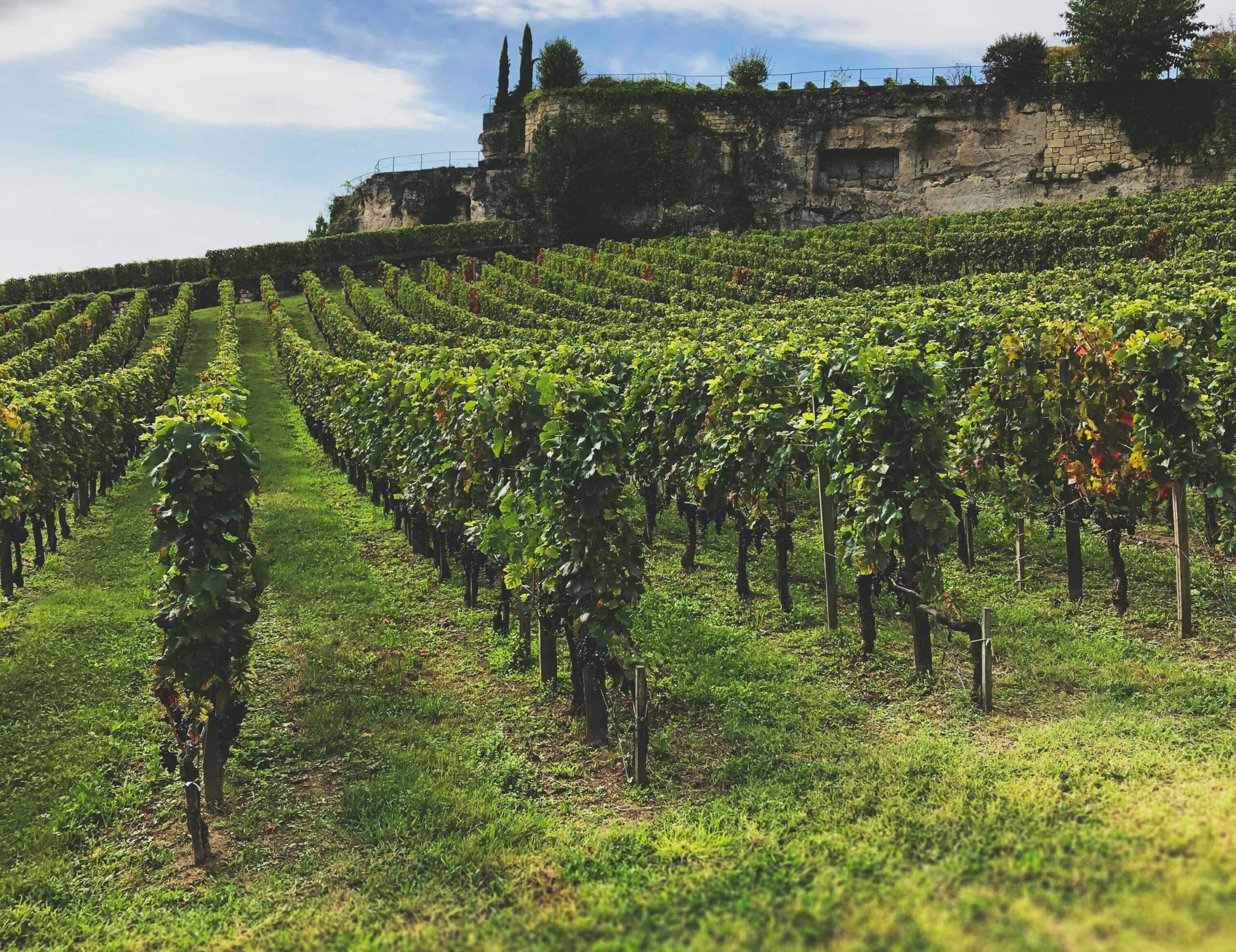 French organic wines
