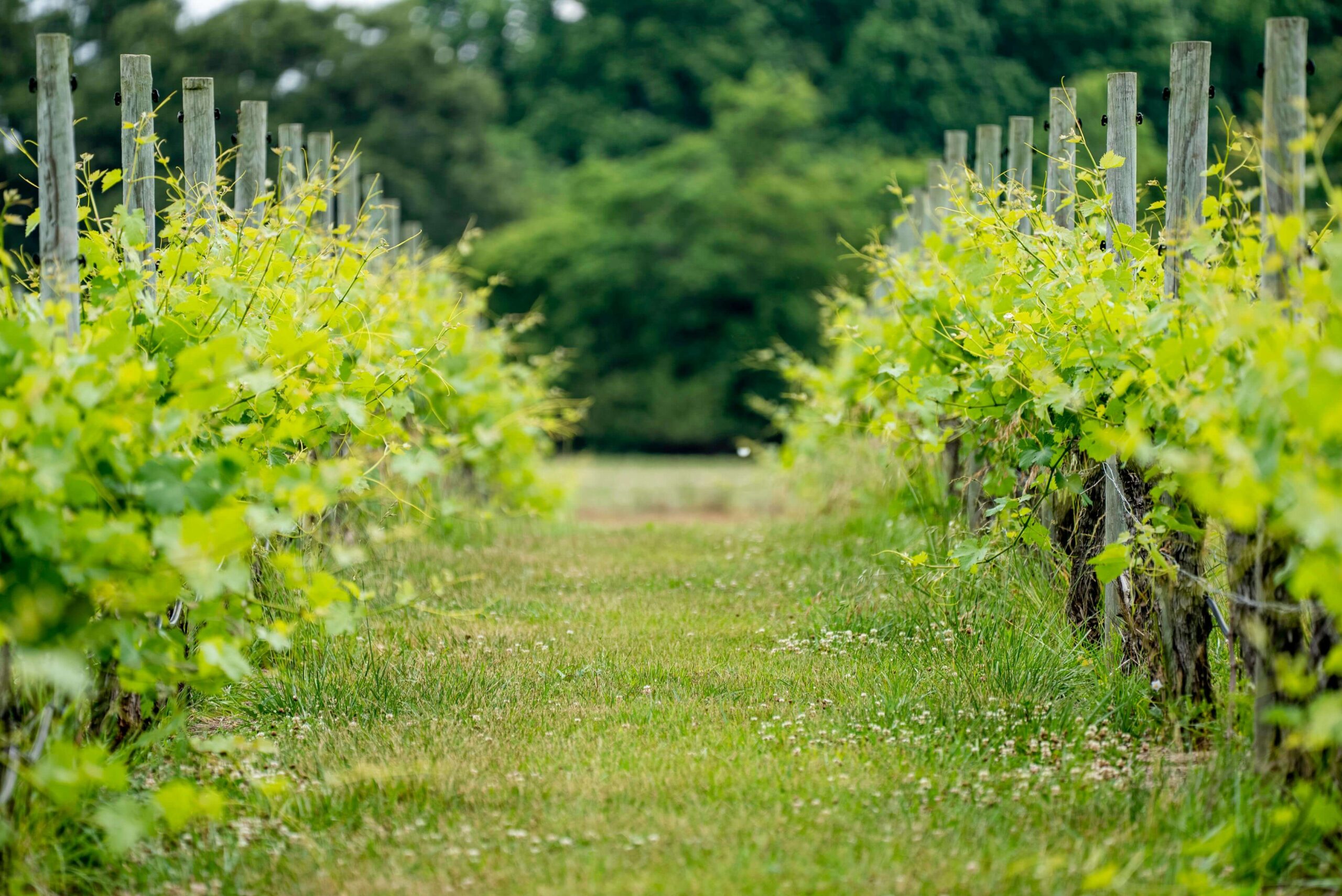 Managing powdery mildew – organic way