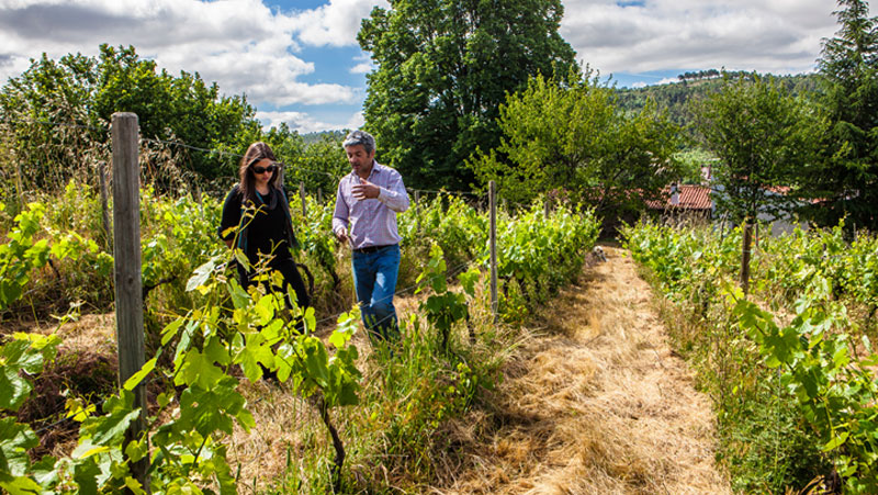 Natural Vineyard