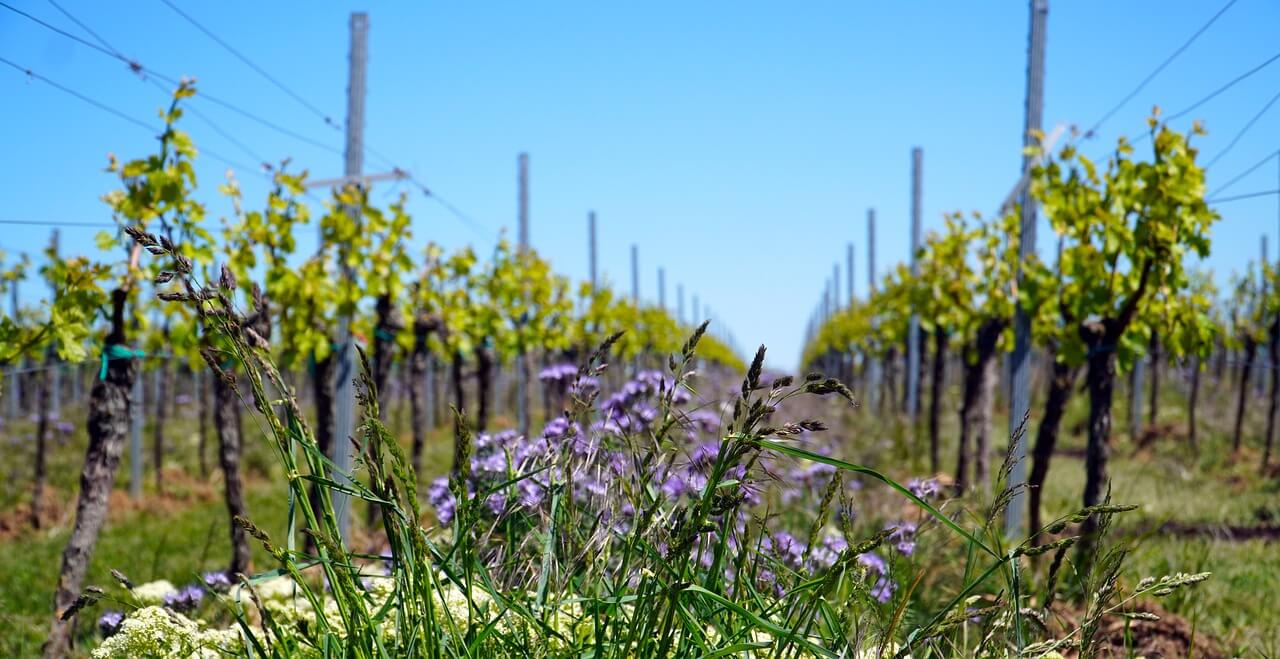 Viticulture-organic