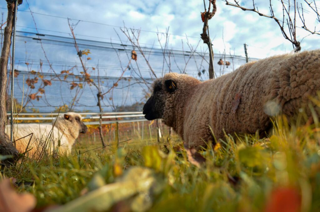 sheep-in-vineyard