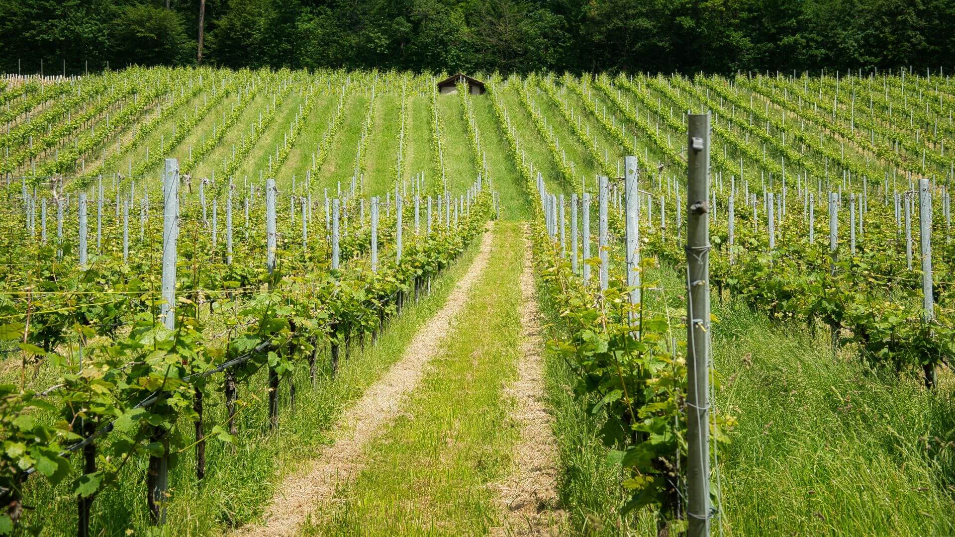 sustainable-wine-growing