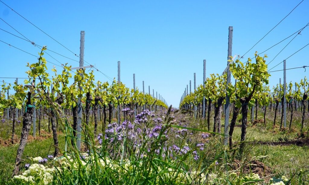 vineyard-row-flowers
