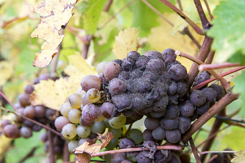 Botrytis cinerea on grape