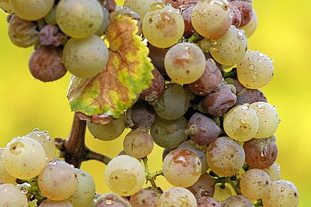 Grey mould of grape (Botrytis cinerea Pers.)