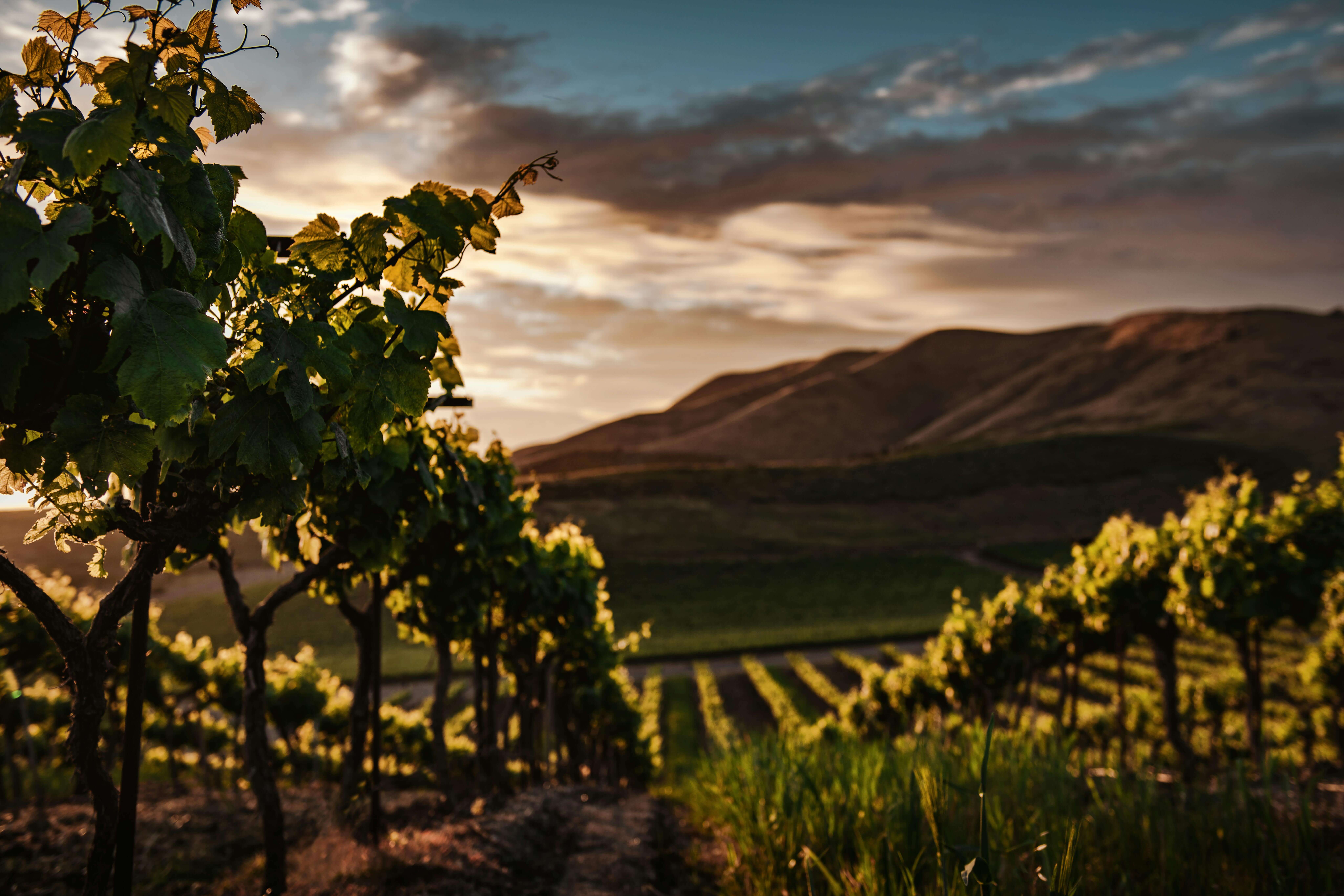 The world wine industry is shifting from old to new world