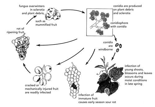 Disease cycle of Grape Gray mold