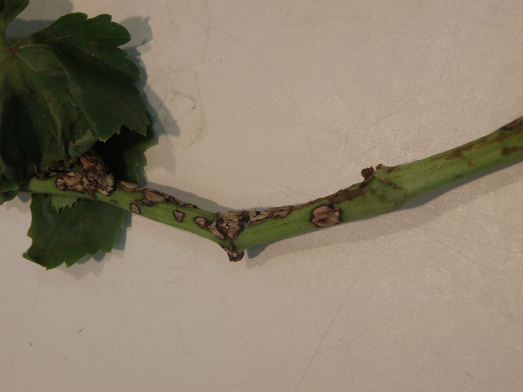 Symptoms of Phomopsis cane and leaf spot on grapevine