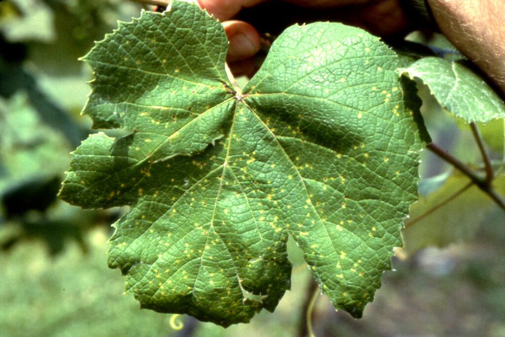 phomopsis on leaf