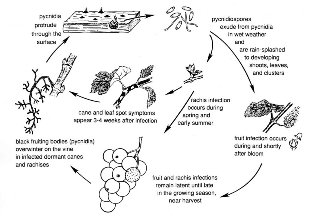 phomopsis_cane_leaf_spot_disease_cycle