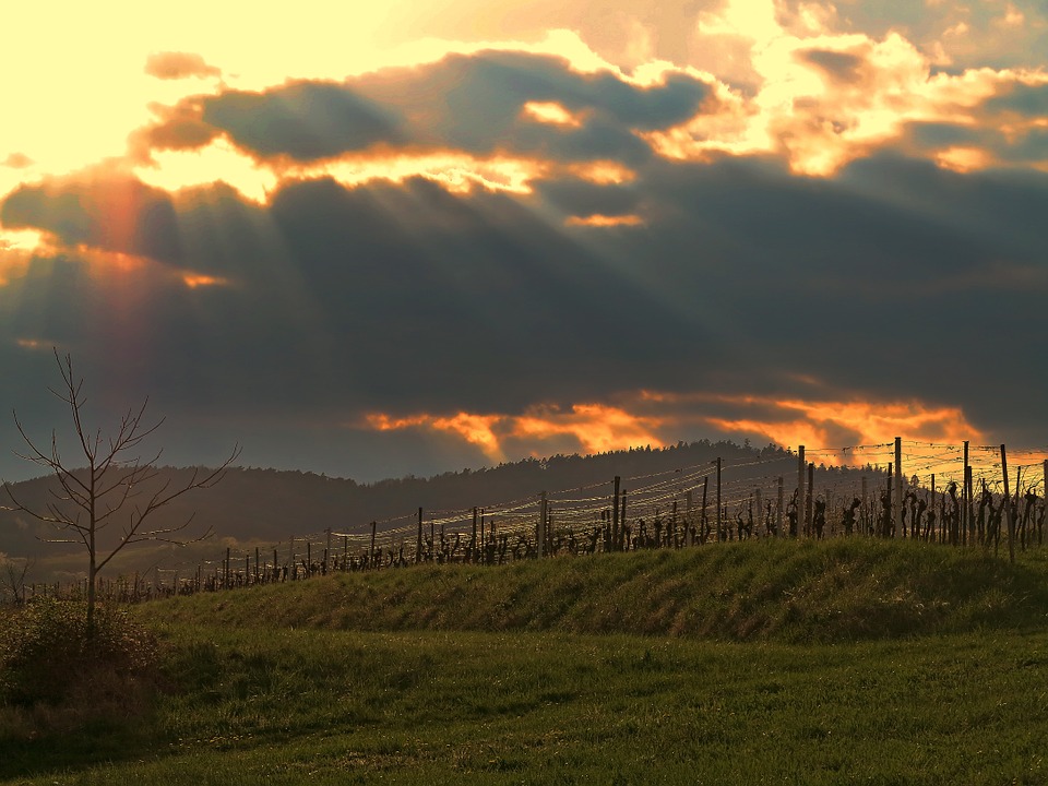 Climate changes and wine production, part 1