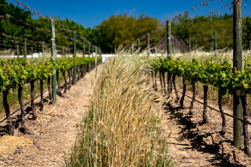 cover-crops-vineyard