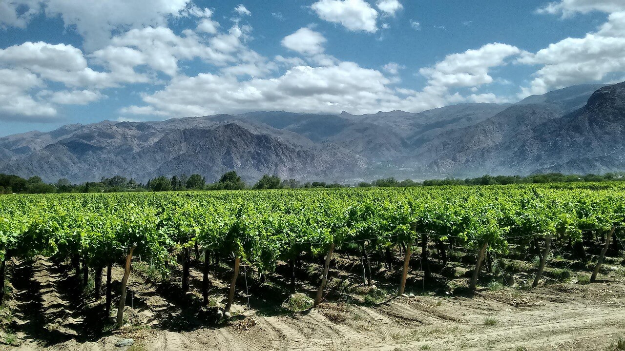 Climate changes and wine production, part 2