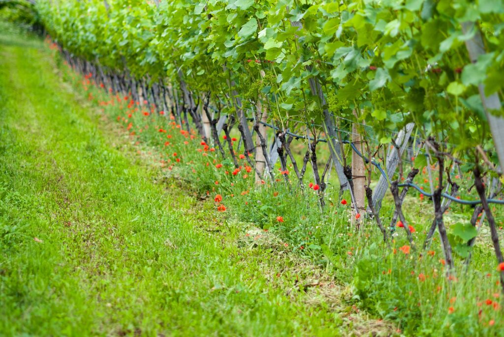 Cover cropping in the vineyard