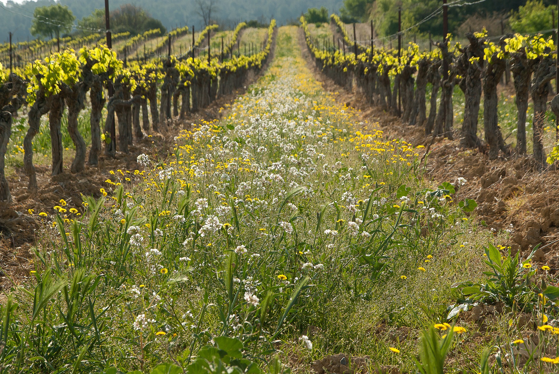 Cover cropping: alternative to herbicide use in the vineyard