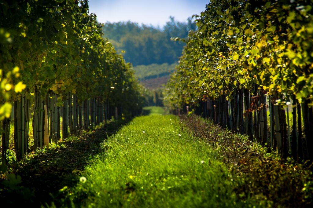 Native grass cover crop