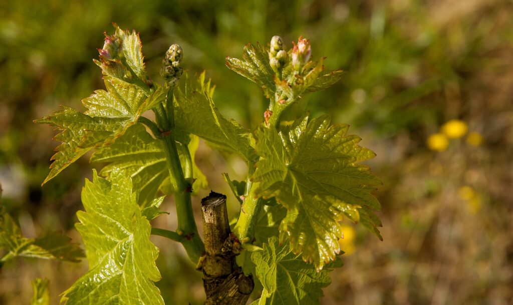 Vine budburst