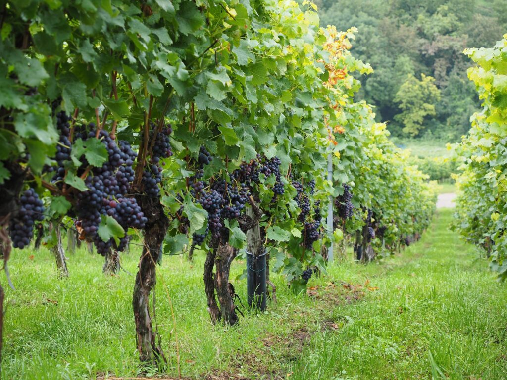 grapevine-cluster-zone-leaf-removal